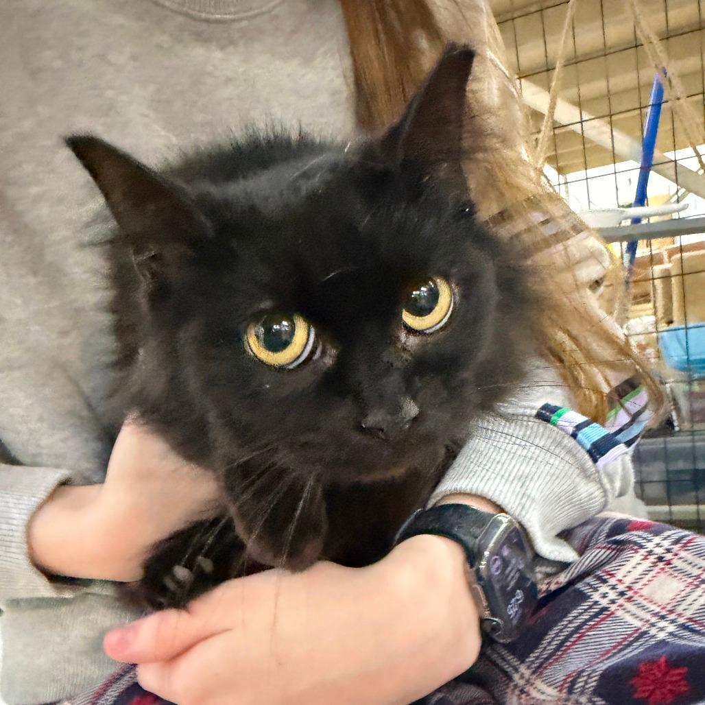 Zoey-light pink collar