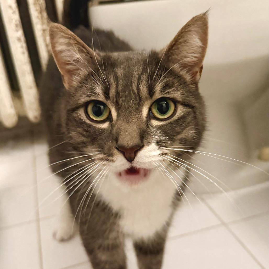 Sally (White Plains Rd 8)