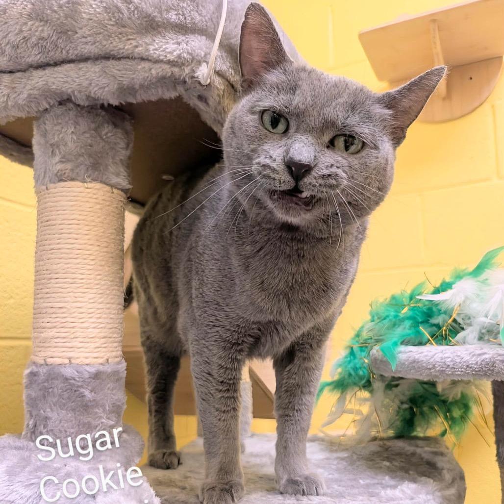 Sugar Cookie Martini