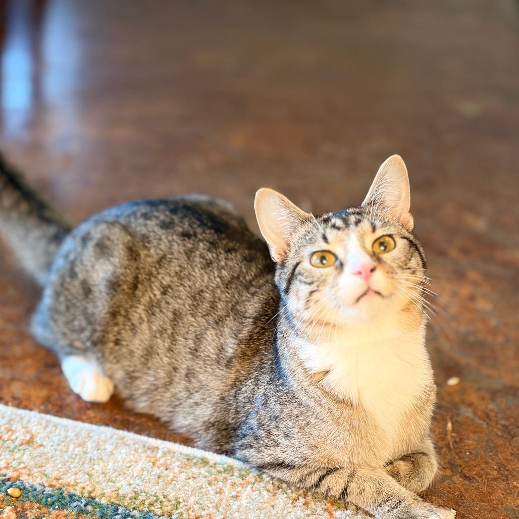 Chi Chi (adoptable with Digit) ** Cerebellar Hypoplasia**