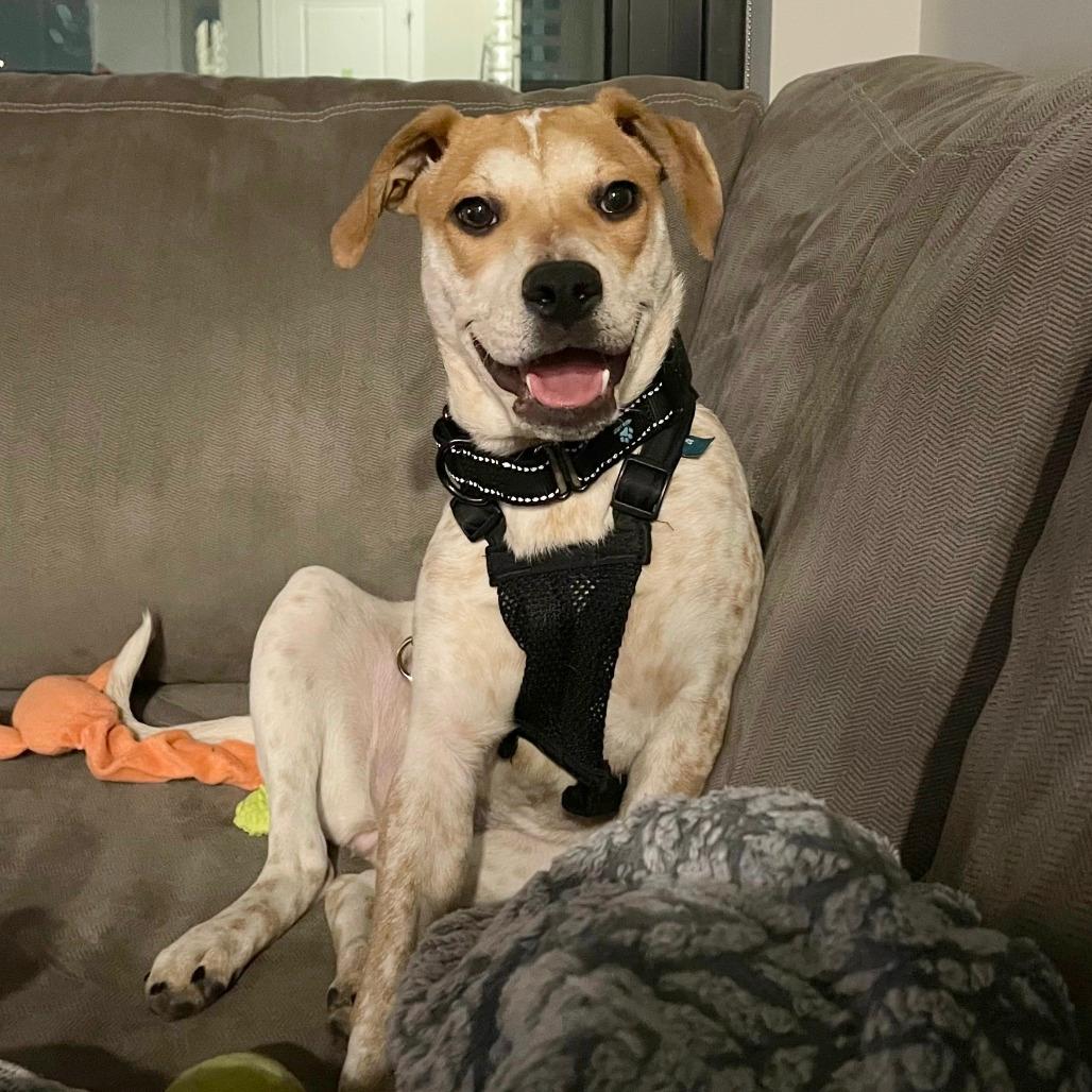 Cinnamon Toast Crunch