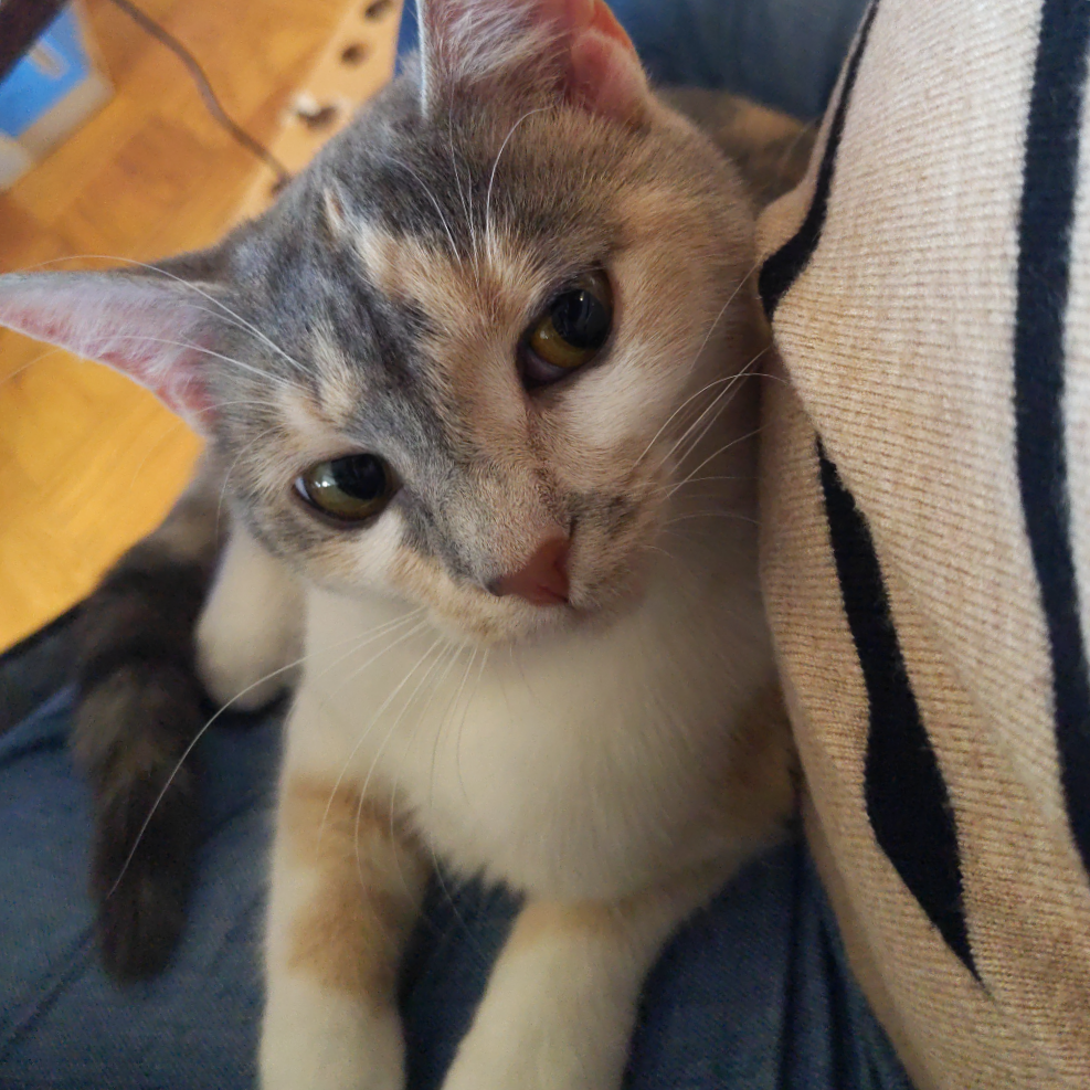 Abbot Sisters: Janine (16773)