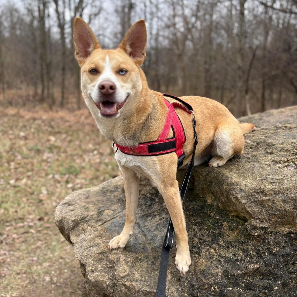 BOLT - Paws Behind Bars Trained