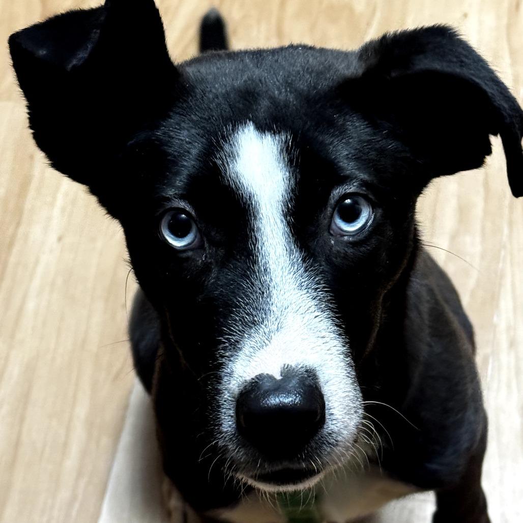 Zola (previously Chanel)