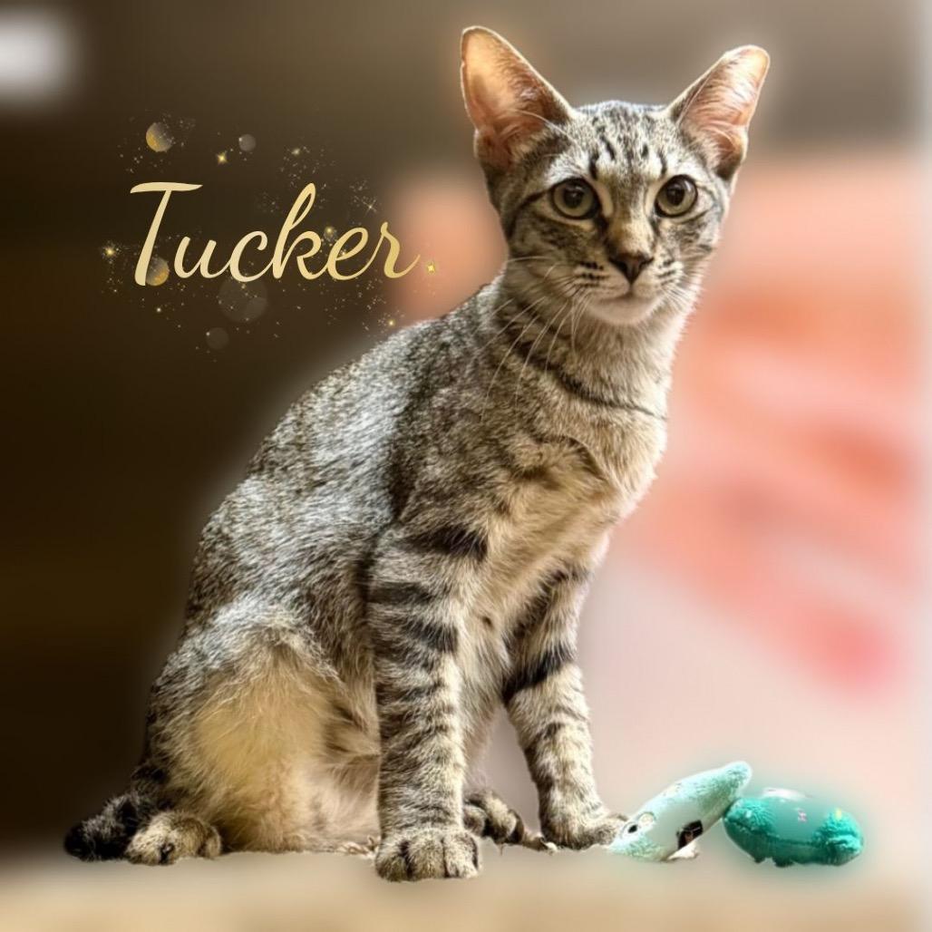 Tucker