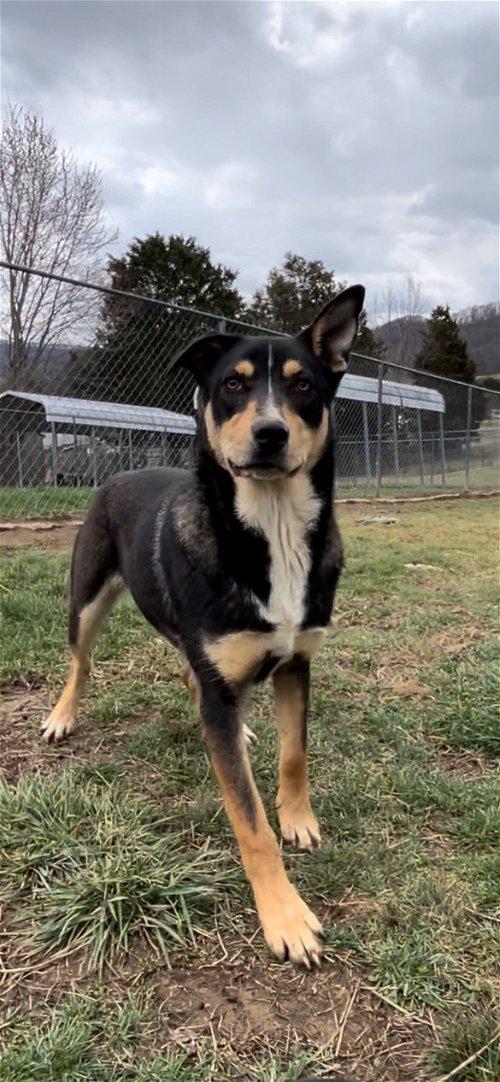 Adoptable Dogs & Puppies in Knoxville, TN