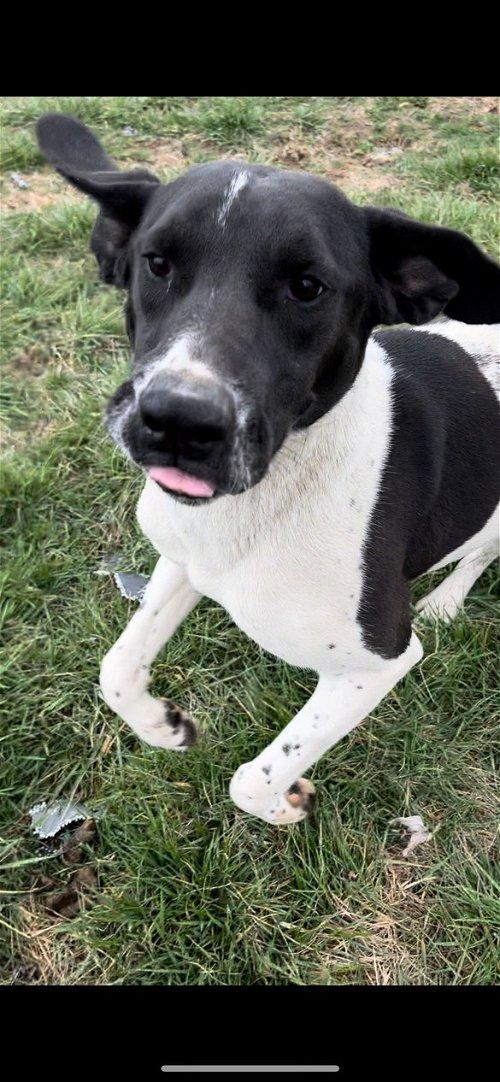 Adoptable Dogs & Puppies in Knoxville, TN