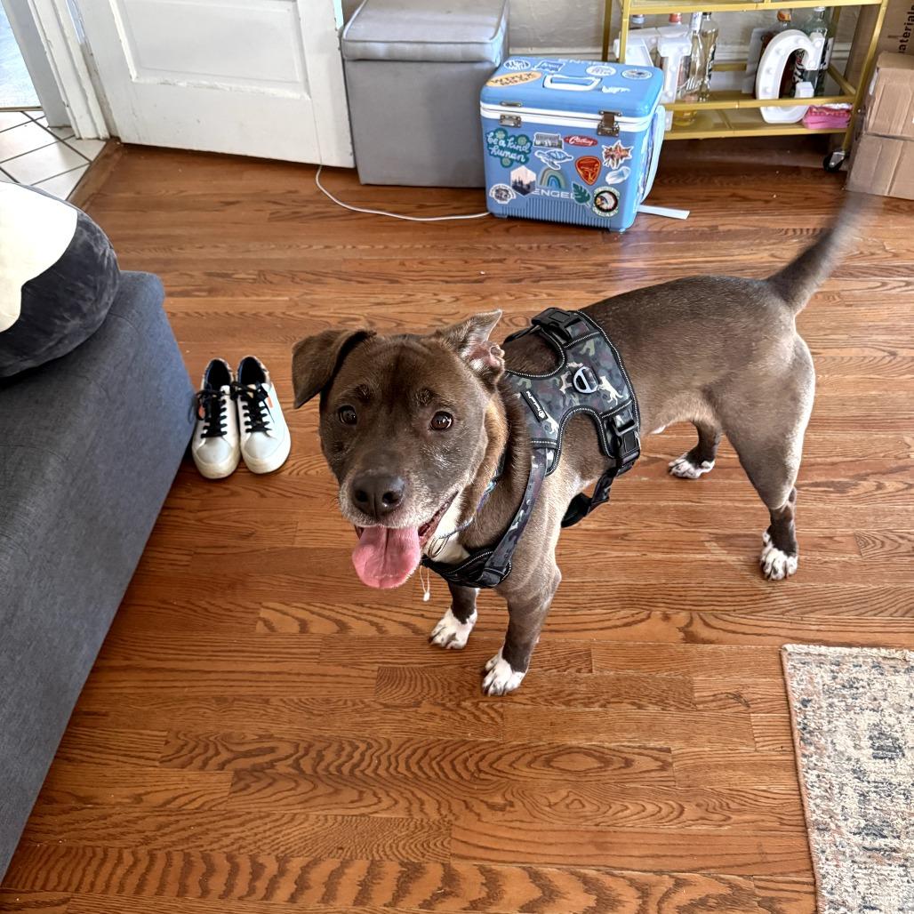 Ace Orange COURTESY POST