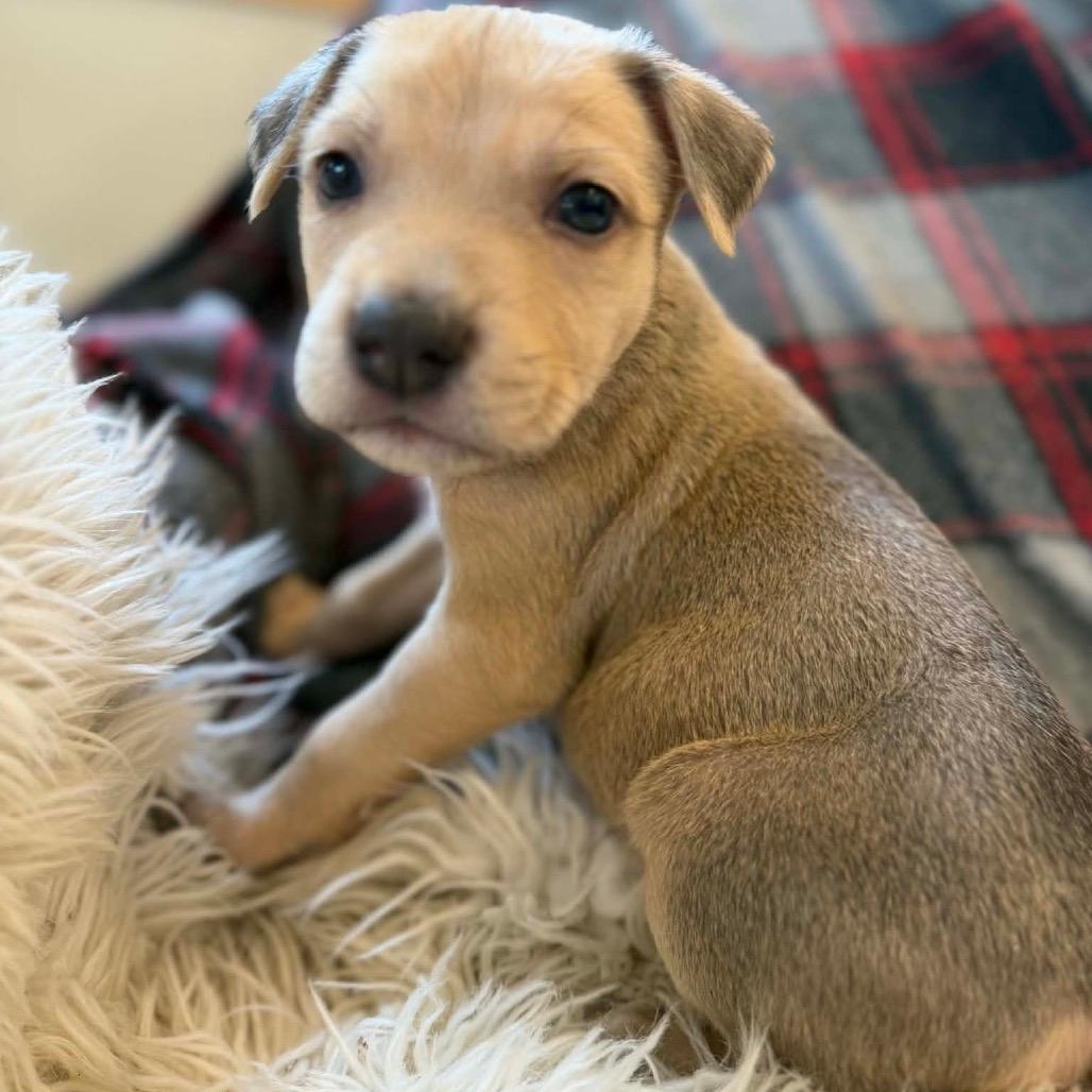 Johnny Cash 🎸(green)✨