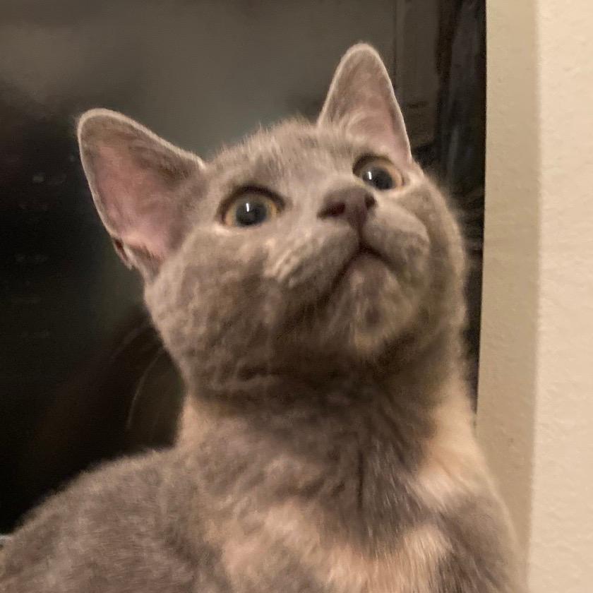 Cinderella (aka Itty Bitty)