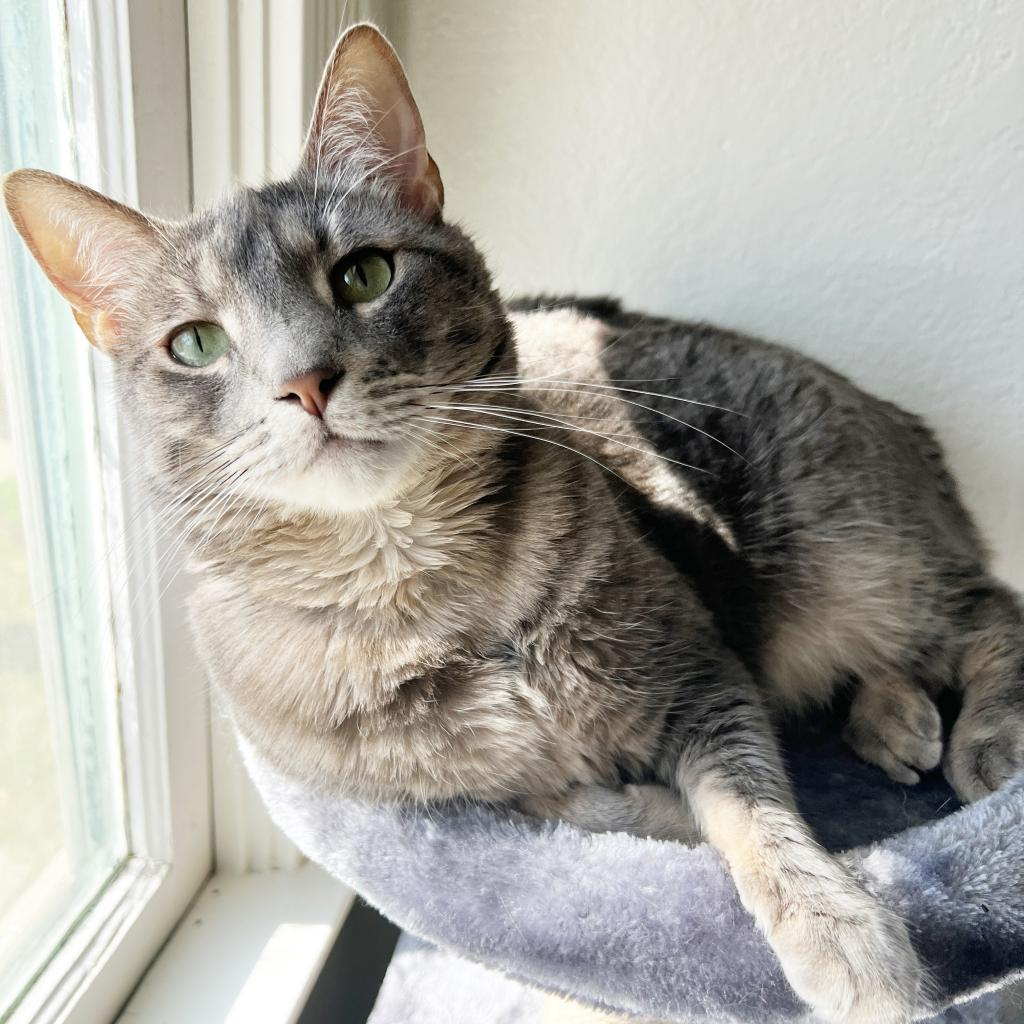 Shrimp