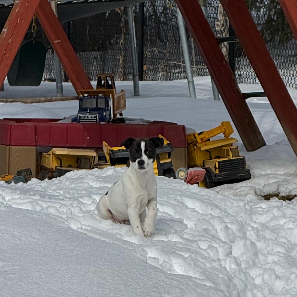 NY Prairie (Foster in Mahopac NY)