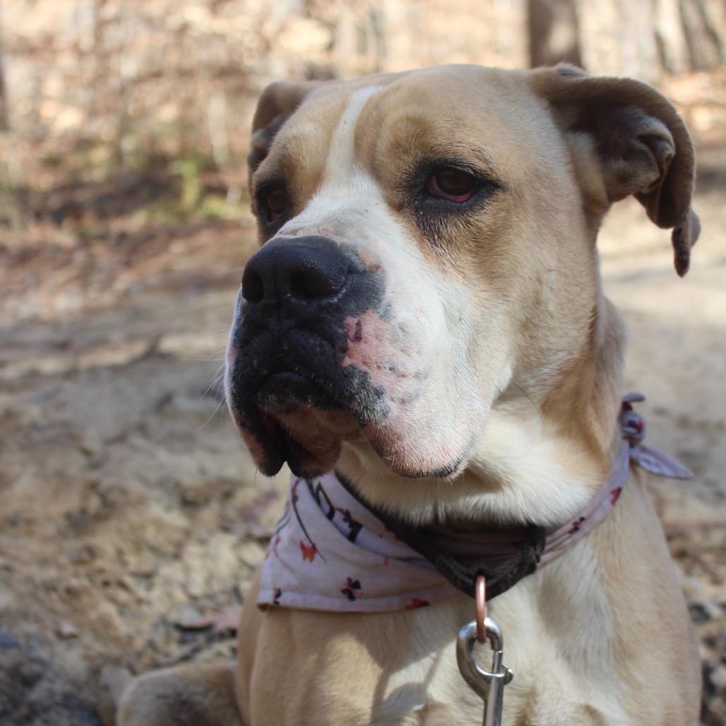 Nugget (Adoption Fee-SPONSORED!)