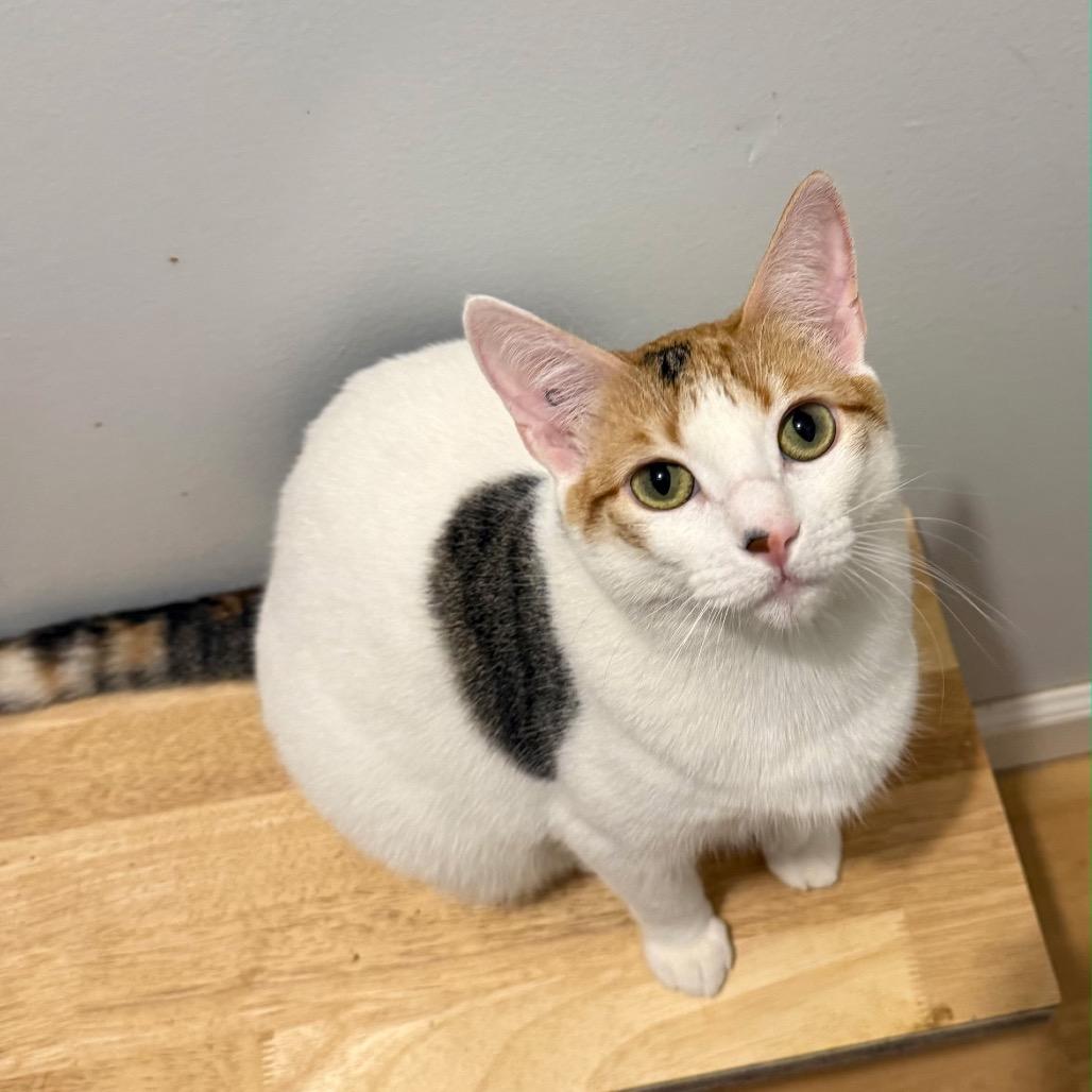 NOEL (bonded w/Winter)