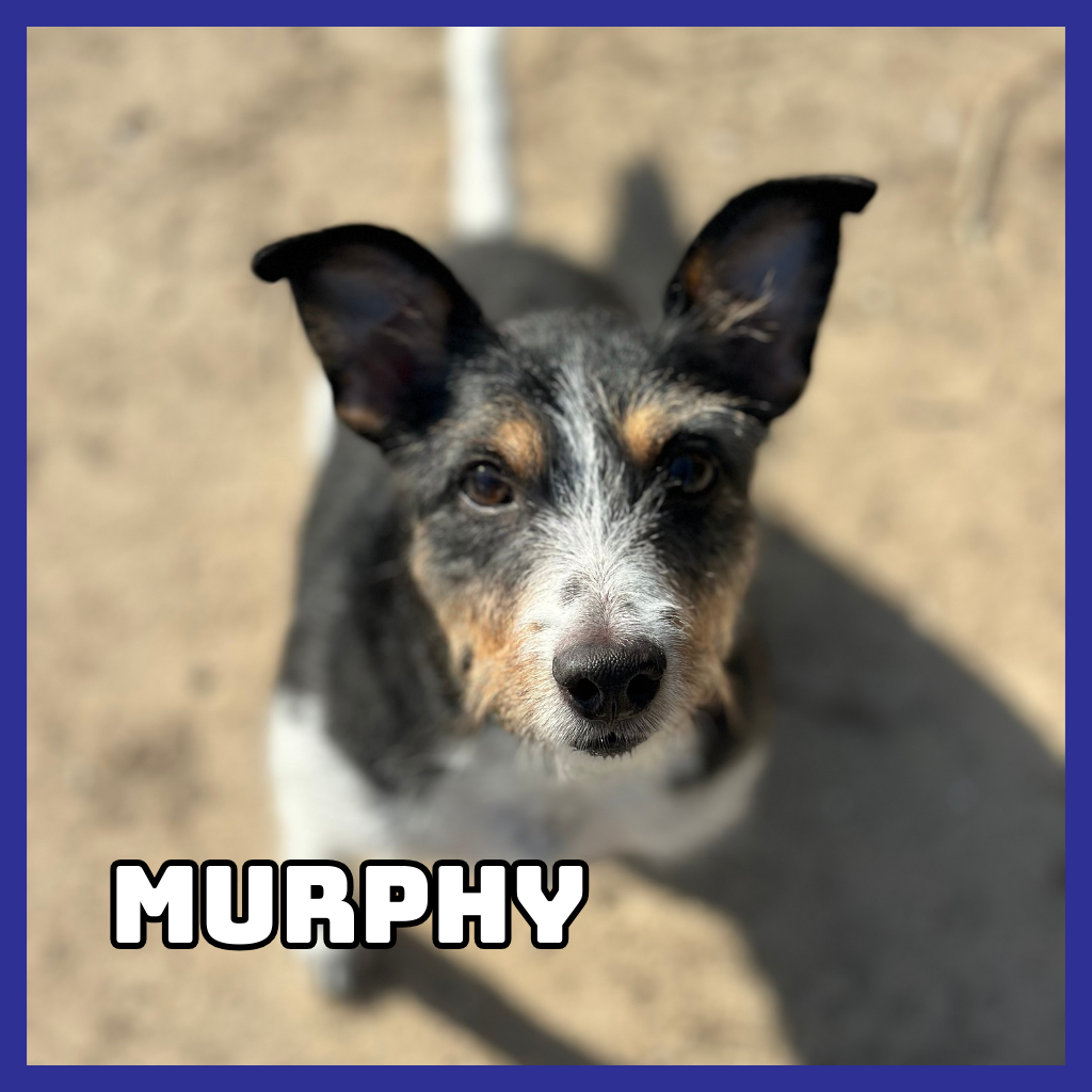 Murphy