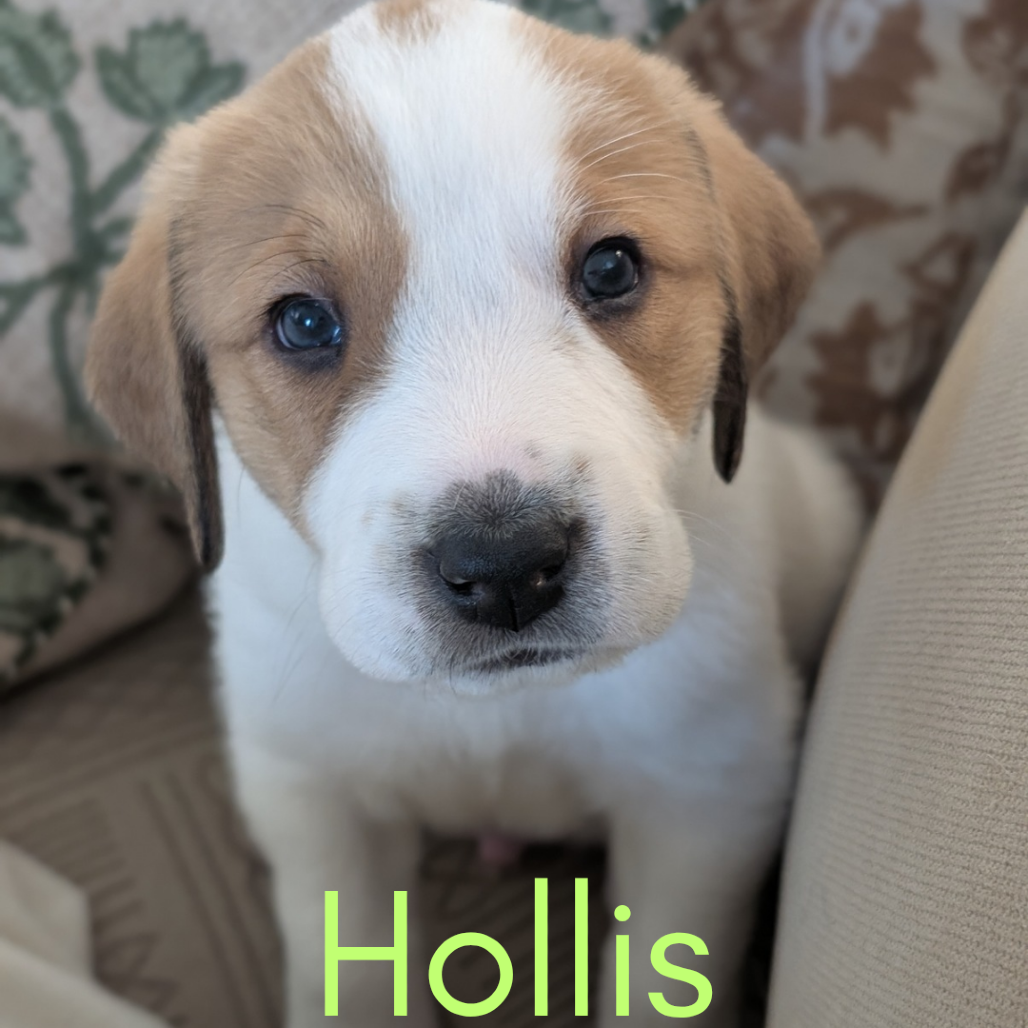 Hollis