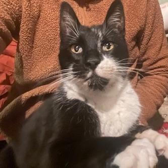 Miss Lady