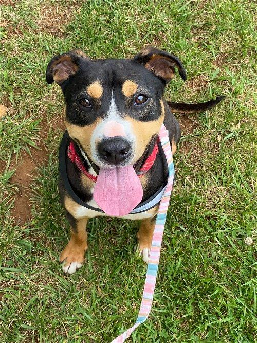 Adoptable Dogs & Puppies in Johnson City, TN