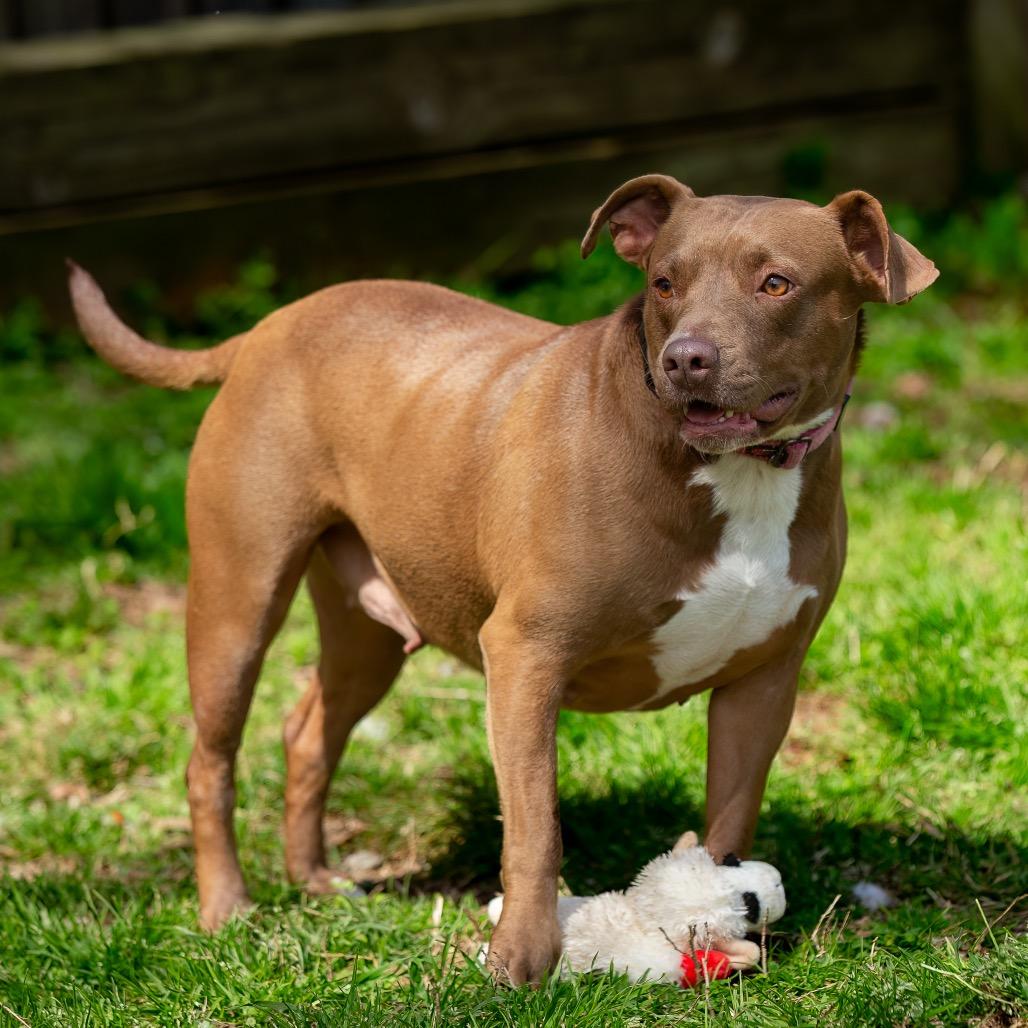 Maple