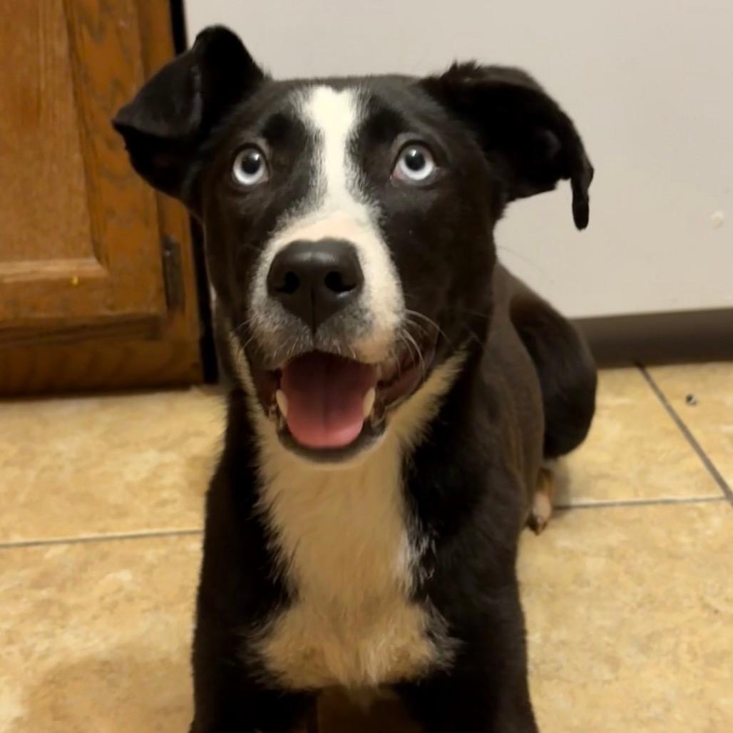 Zola (previously Chanel)