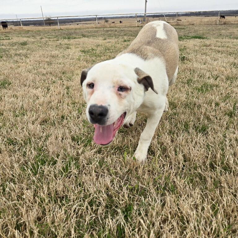 Gracie