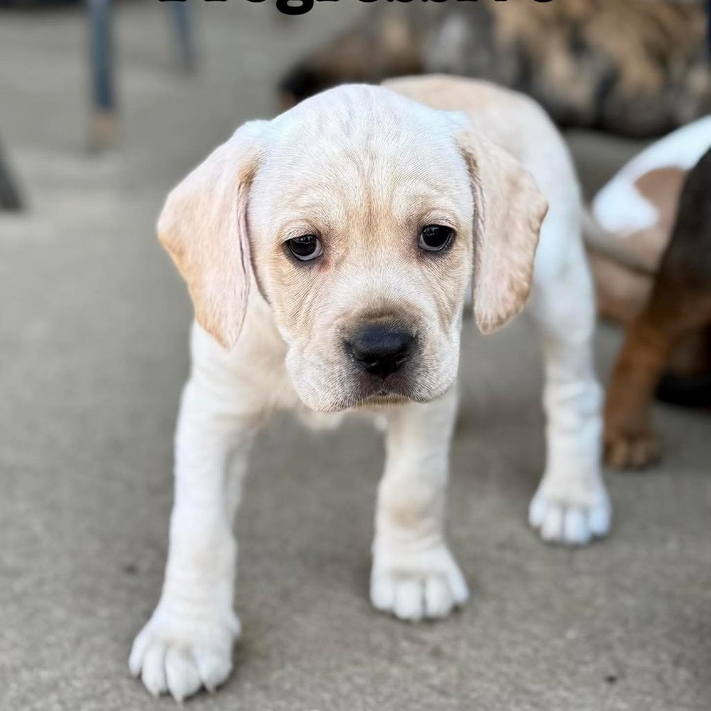 Flo with Progressive