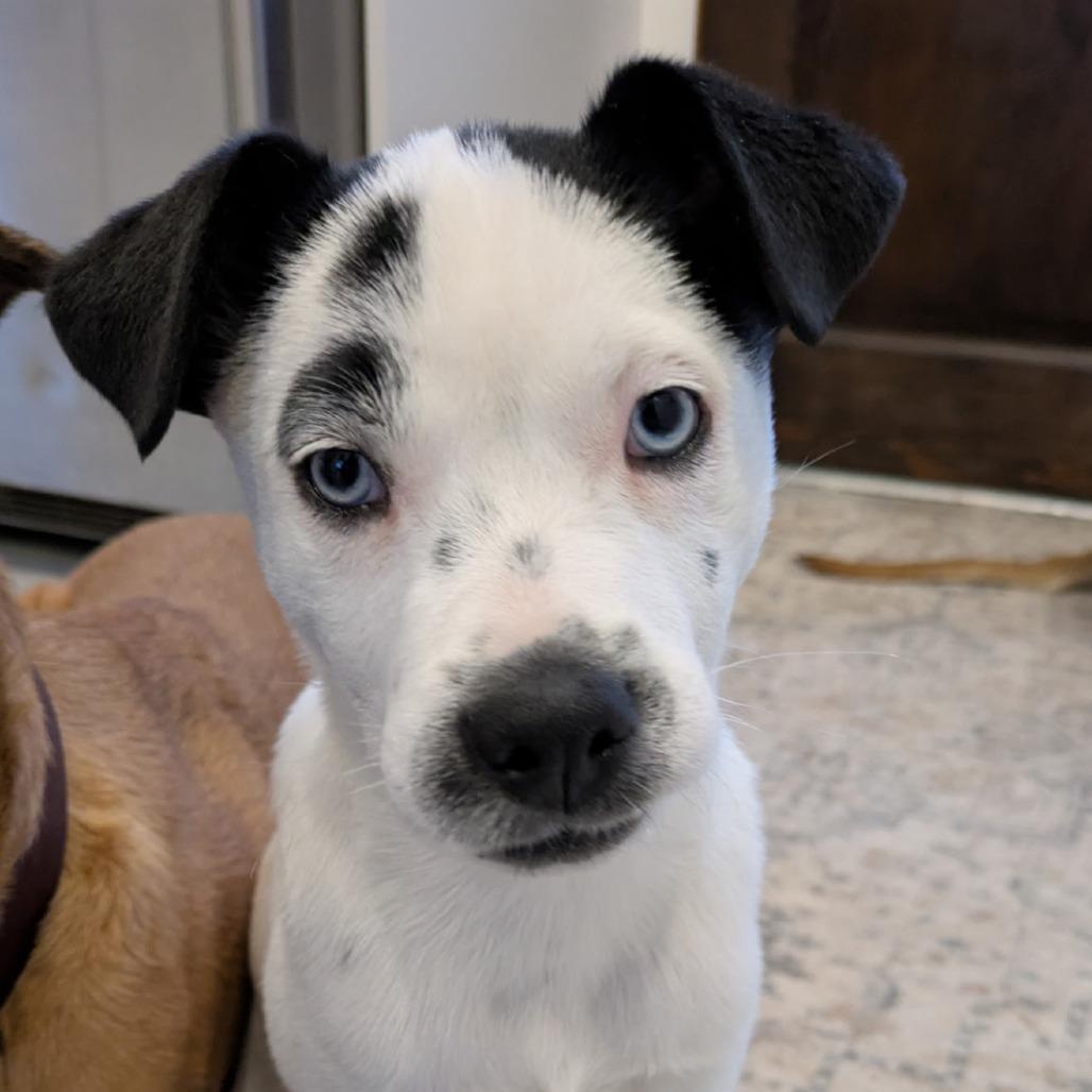 NY Paisley (Foster in Brewster NY)