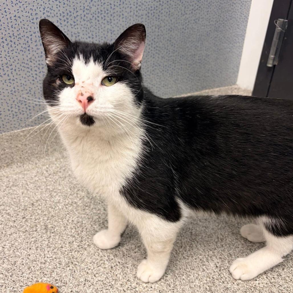 Chess - Adoption Pending