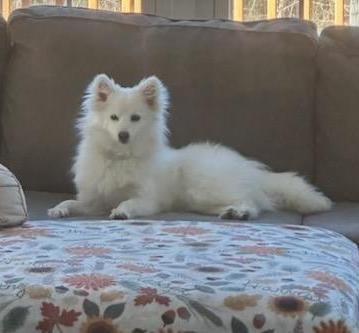 Looking for a American Eskimo Puppies for sale Lancaster Puppies