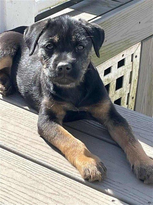 Adoptable Dogs & Puppies in Syracuse, NY