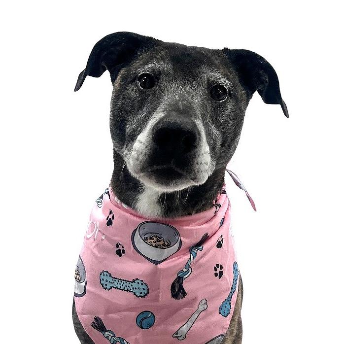 Kai *ADOPTION SPECIAL*