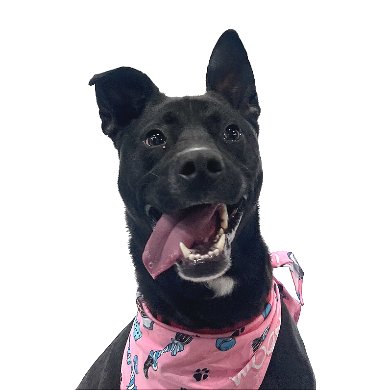 Ollie *ADOPTION SPECIAL*