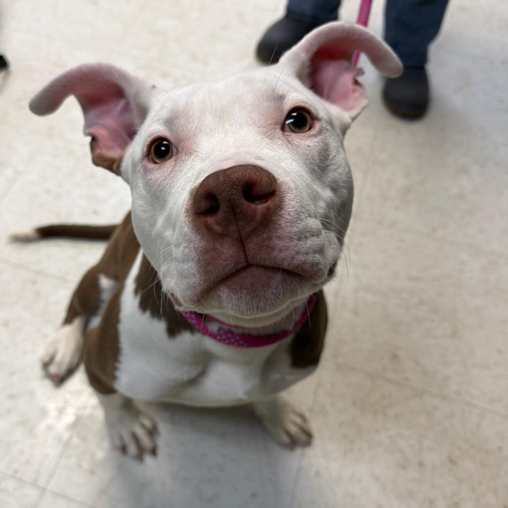 Donny Marsupial *Coming Soon*