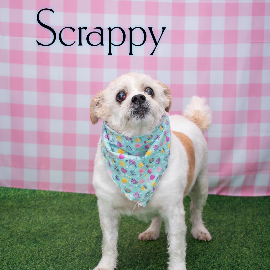 Scrappy 