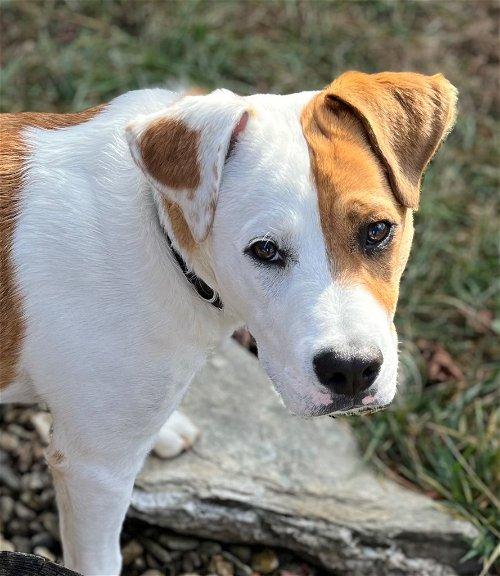Adoptable Dogs & Puppies in Kingsport, TN