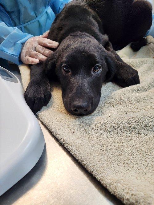 Adoptable Dogs & Puppies in Kingsport, TN