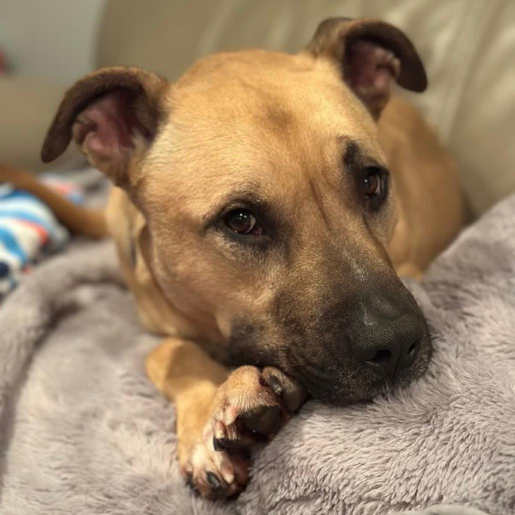 Peanut (Adoption Fee SPONSORED!)