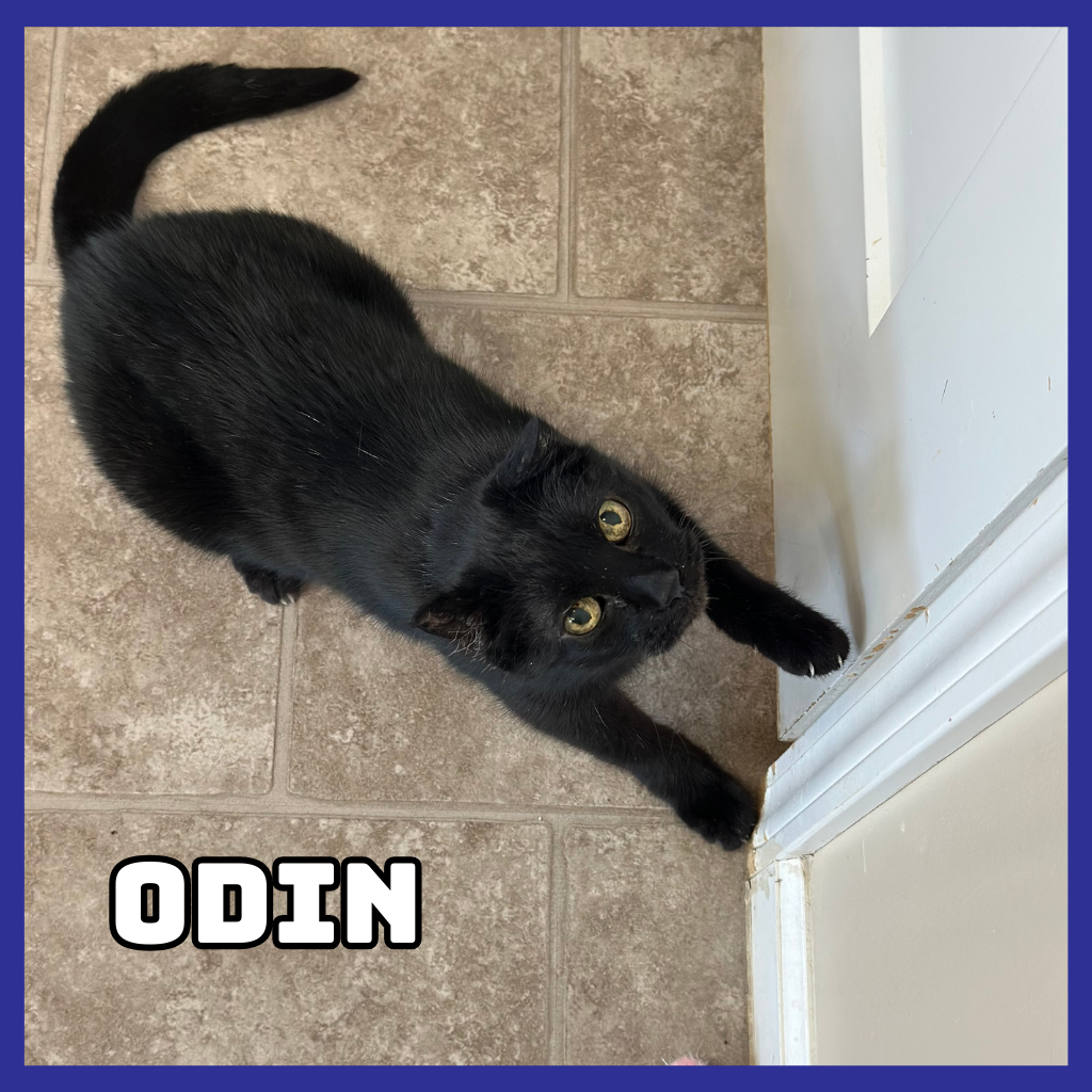 Odin