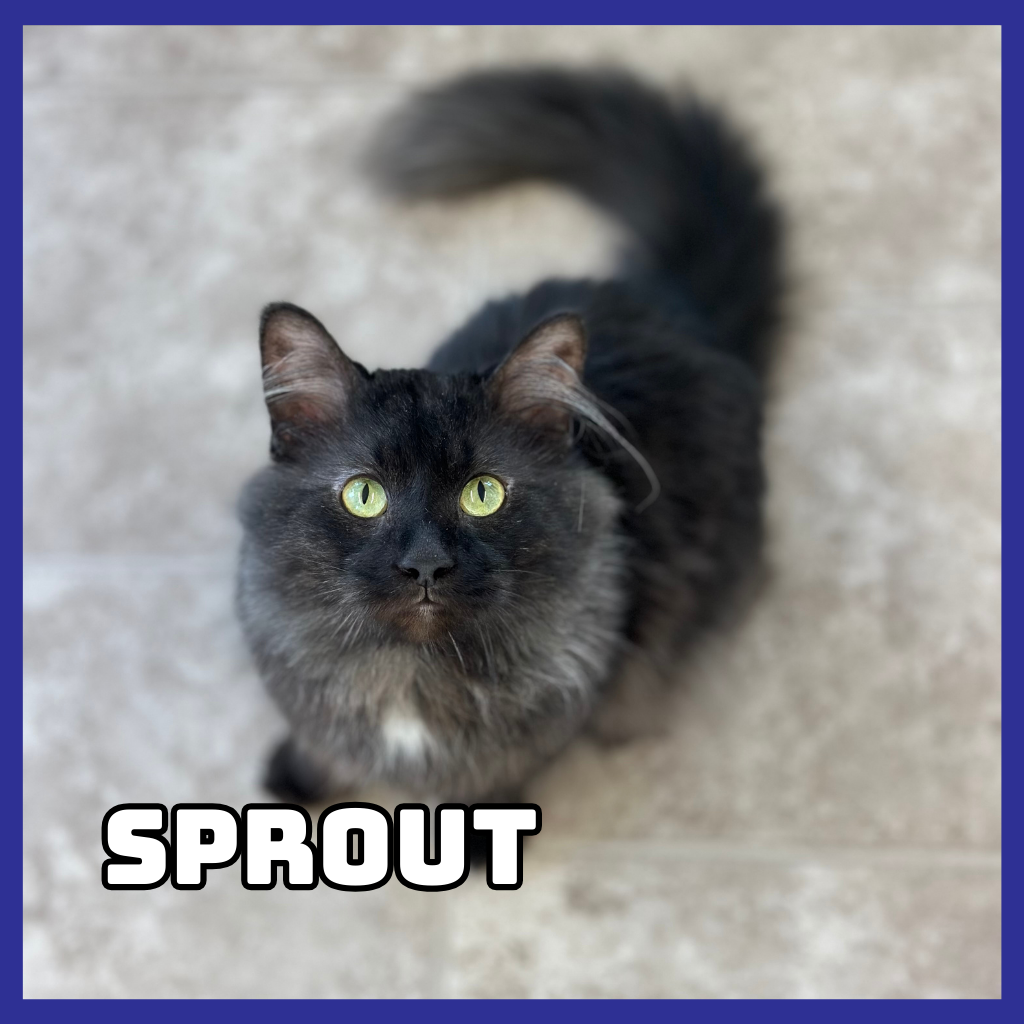 Sprout
