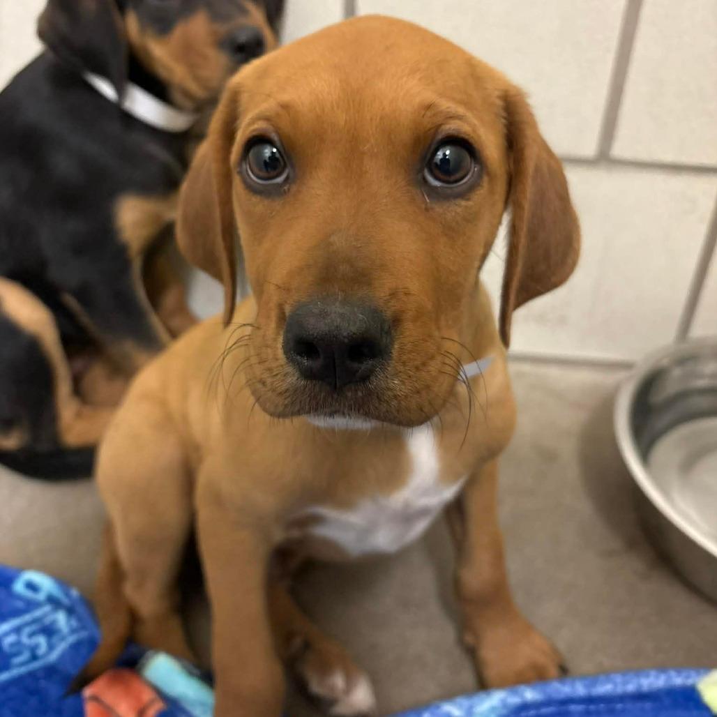 Pezz D10582 *Arriving 3/21