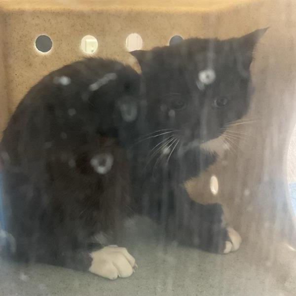 Working Cat Gregory Bridgerton