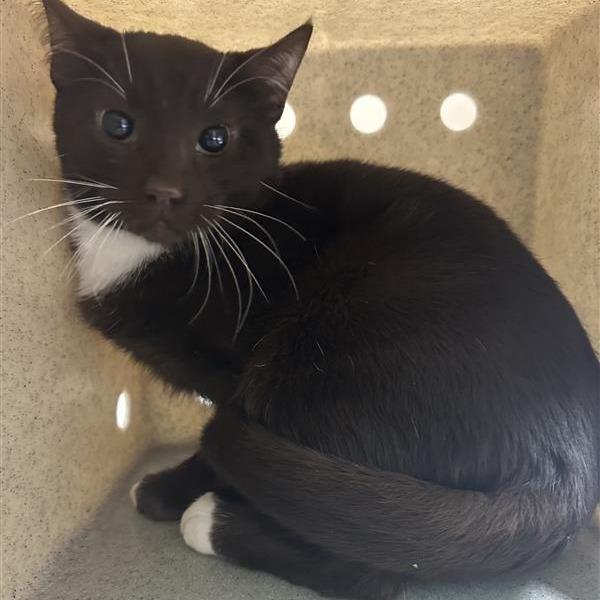 Working Cat Mr.Collins