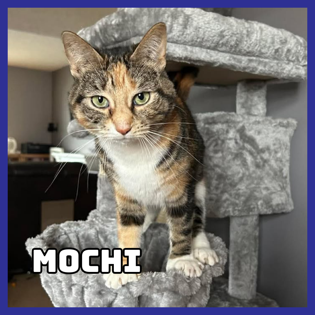 Mochi