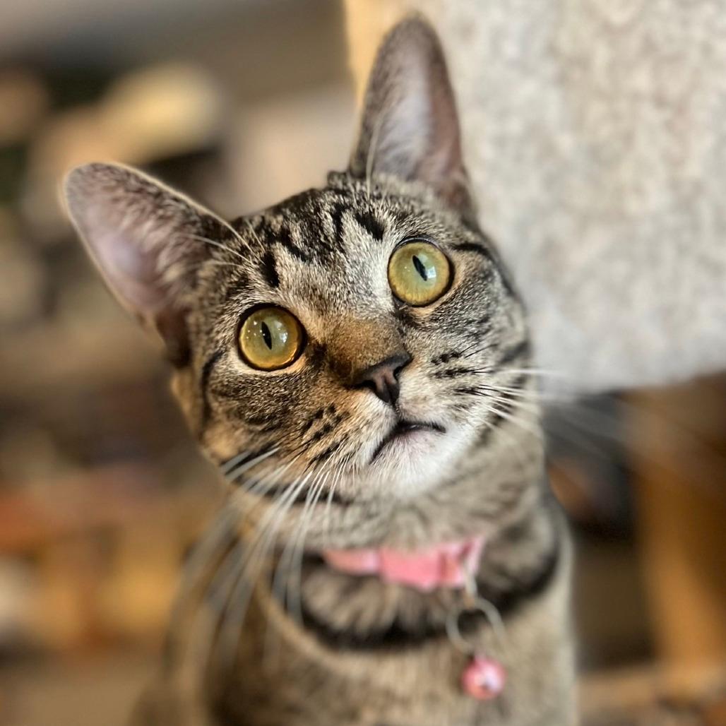Murphette