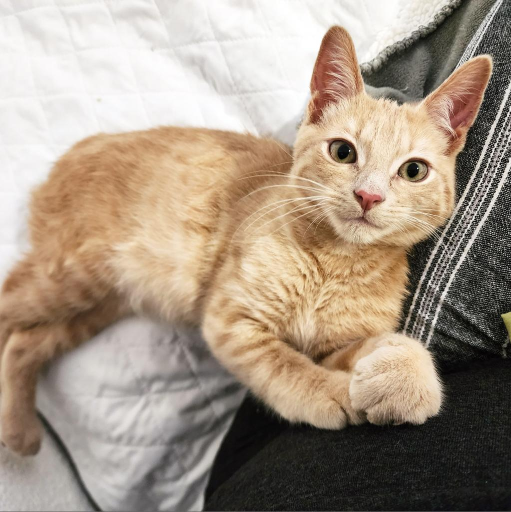 Manx for the Memories