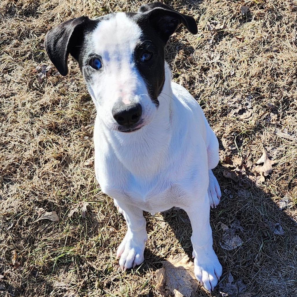 Maple