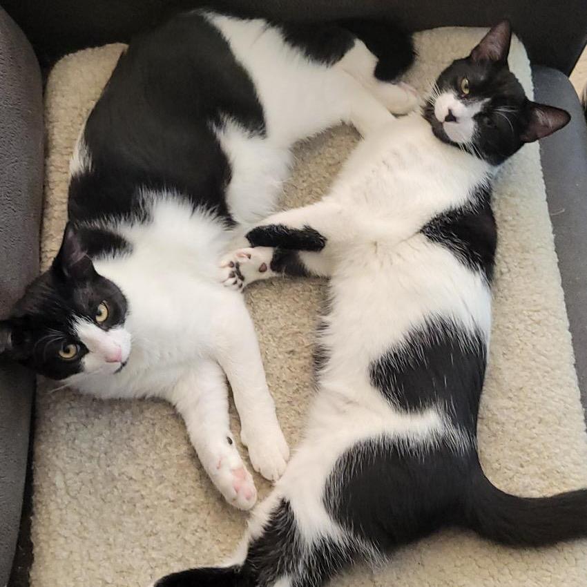 Aspen (bonded with Cedar)