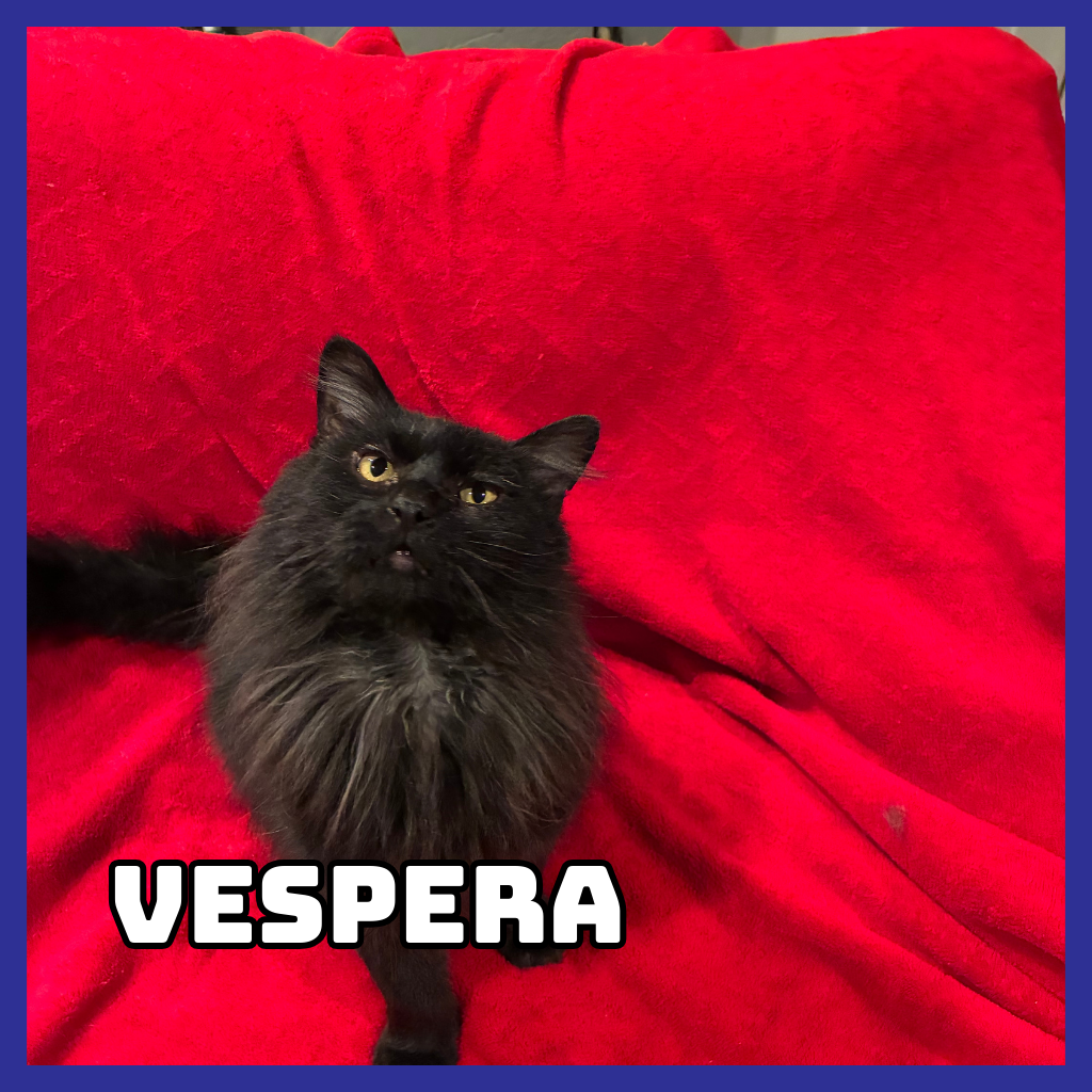 Vespera (Binx)