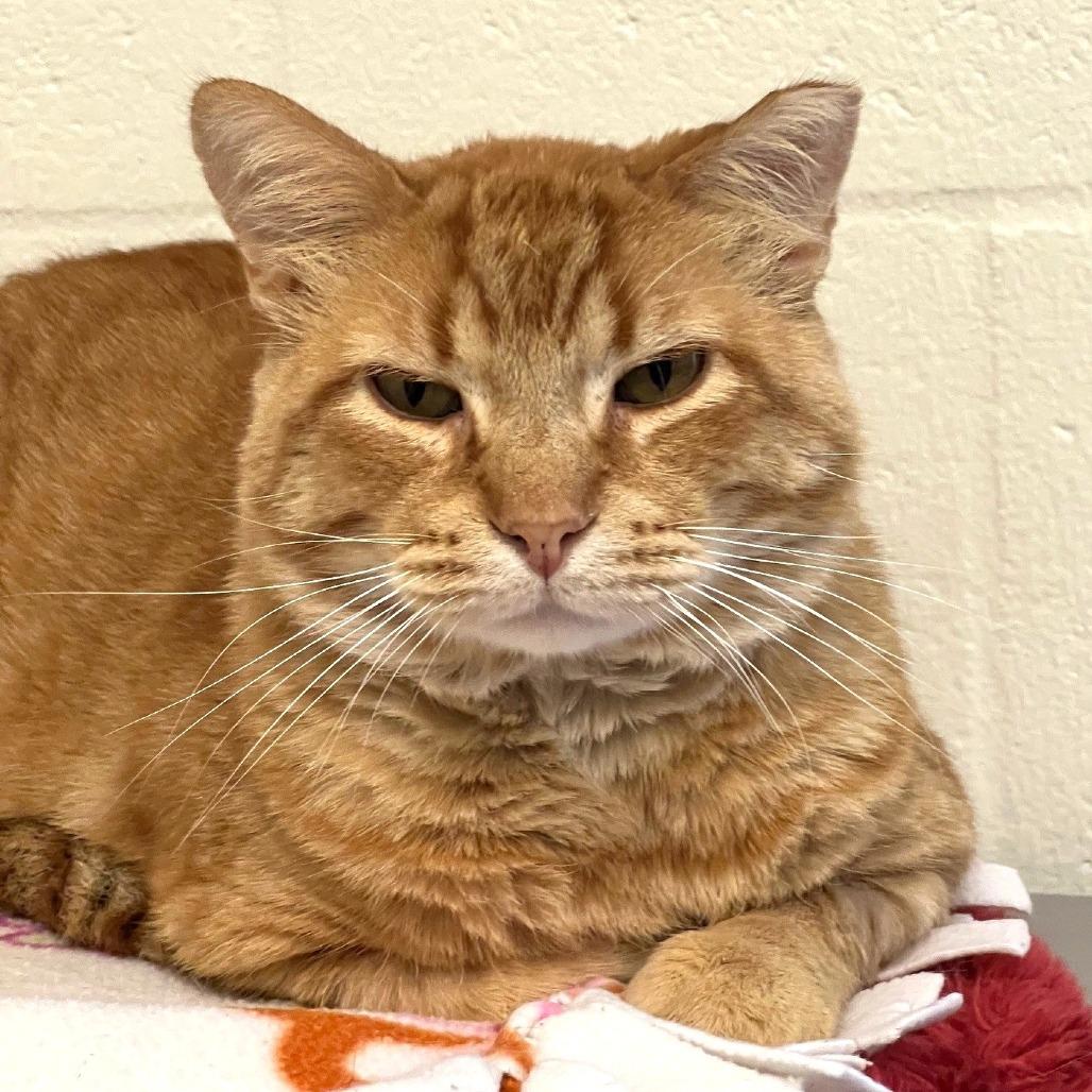 Sancho (Cheese Doodle)