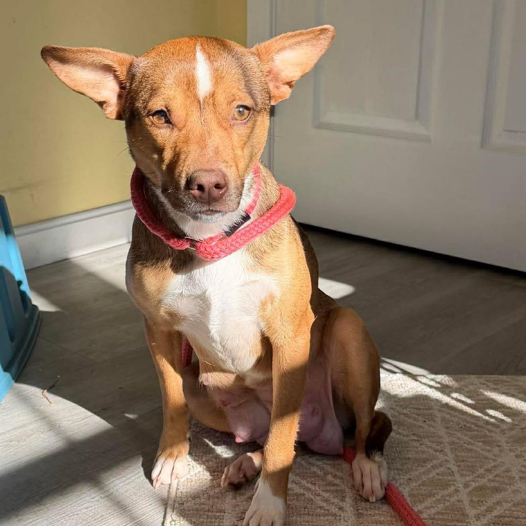 CT Ruby in (Fostered in Pawcatuck)